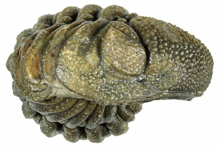 Wide Enrolled Morocops Trilobite - Morocco #323535